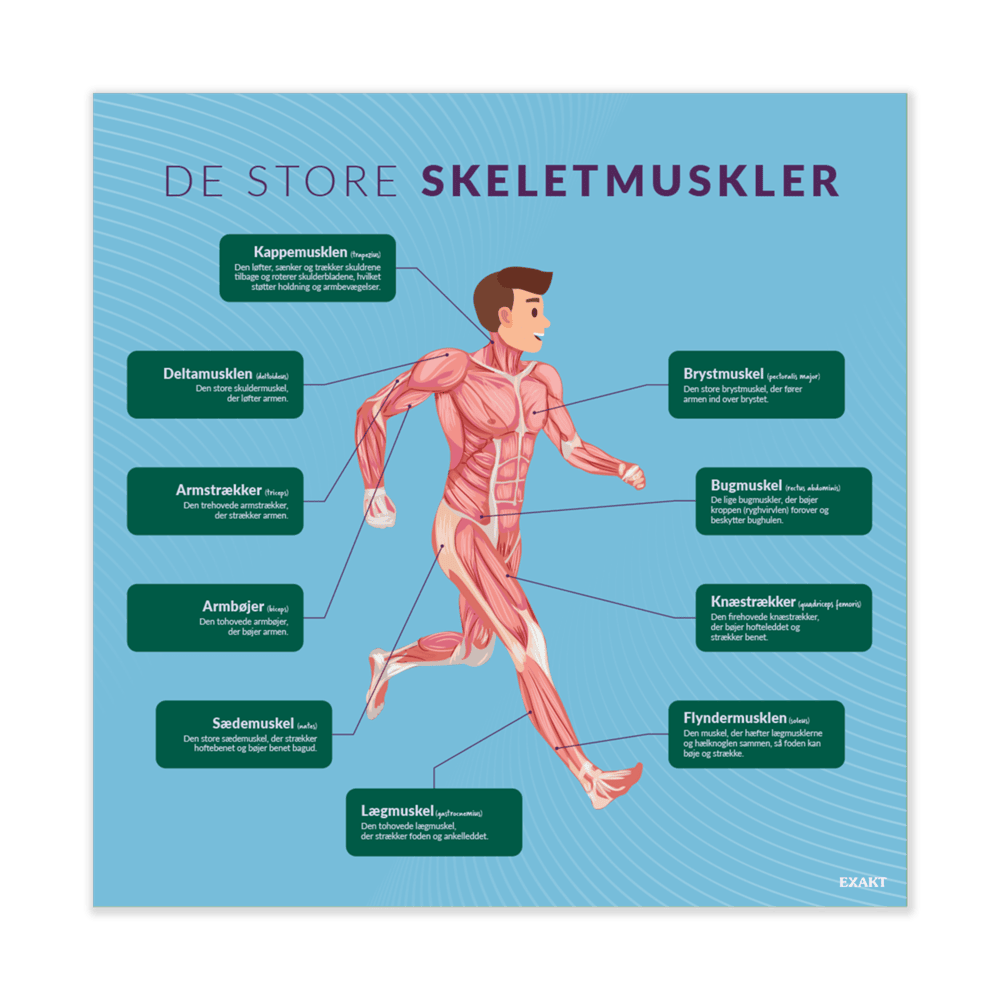 De store skeletmuskler